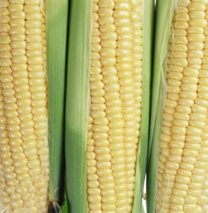 Pragas no milho: Controle, prevenção e a oportunidade para o Agrodistribuidor
