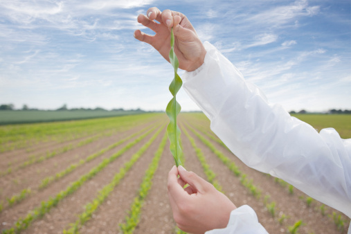 Organismos geneticamente modificados (OGMs) e o impacto na distribuição de insumos